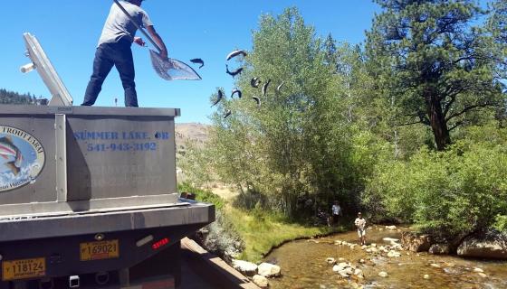 Fish Stocking Robinson Creek