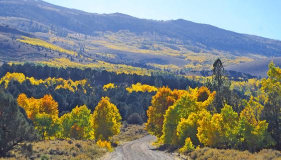 Summers Meadow Fall Colors