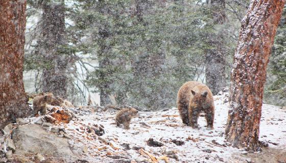 Bear and Cubs