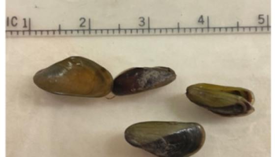 Golden Mussel shells collected in October 2024 at a water quality station at Rough and Ready Island near Stockton in San Joaquin County, California, USA. Shown with scale in centimeters.