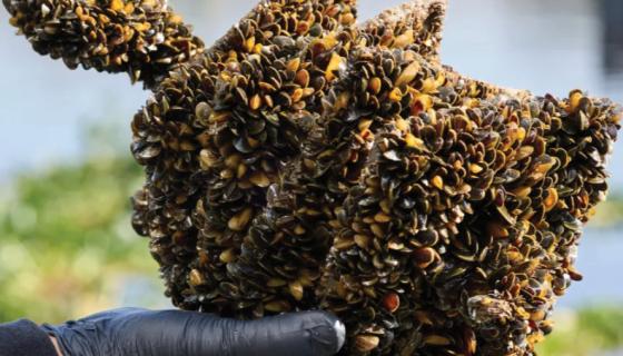 Sampling plates hauled from the water at the Port of Stockton were completely encrusted with mussels on Oct. 23, 2025. The plates are used to track the golden mussel invasion. Photo by Fred Greaves for CalMatters