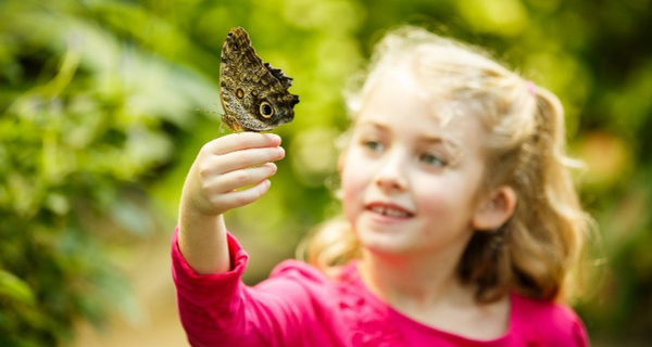 girl holds butterfly on her hand
