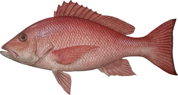 Snapper