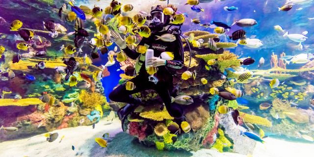Diver inside tank at Ripley's Aquarium of Canada in Toronto