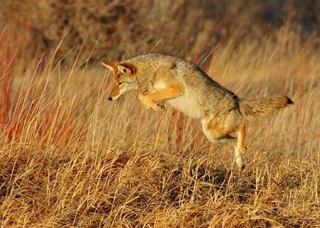 Coyote Leaping During Hunt | Pixabay Image