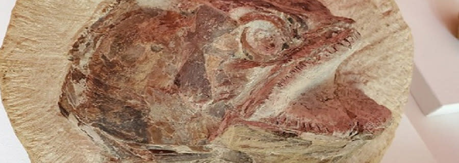 Fish fossil