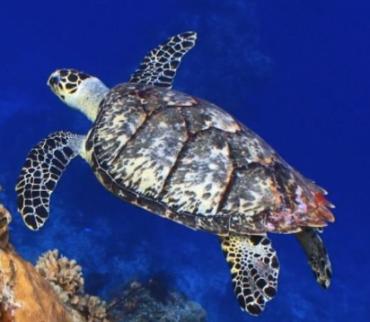 Sea turtle swimming near a coral reef