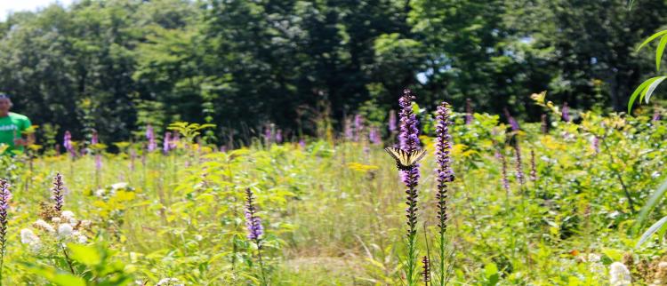 Butterfly in a garden