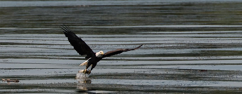 Mason Neck State Park