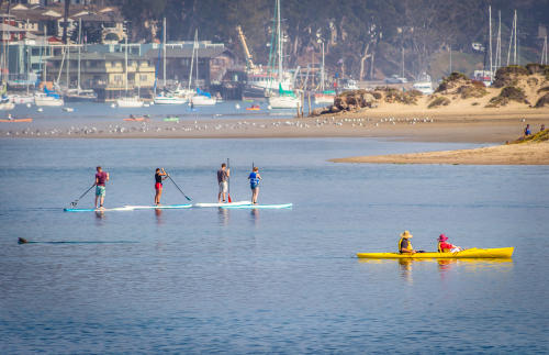 Paddle in the Bay