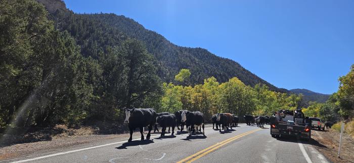 Fall Low Elevation Hwy 143