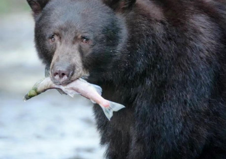 2549P3black bear.jpg