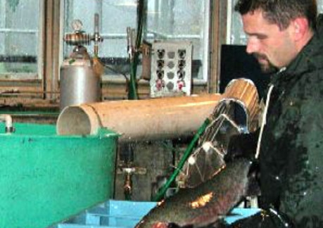 3362P3The staff squeeze the fish to check the status of the eggs this requires a great deal of exper