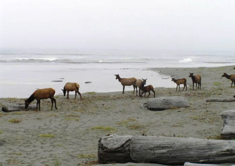 3640P3Roosevelt Elk along at Gold Bluffs Beach.jpg