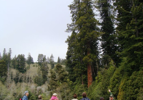 3950P3Ranger Jim with park visitors at the Tall trees grove.jpg