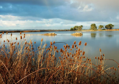 6378P3P3Arcata Marsh3.jpg