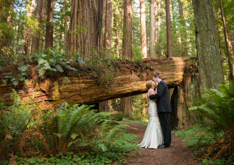 weddings in redwood national