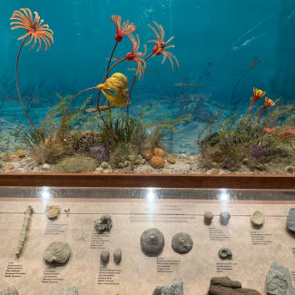 Fossils from the Silurian & Devonian Periods at the McClung Museum of Natural History & Culture