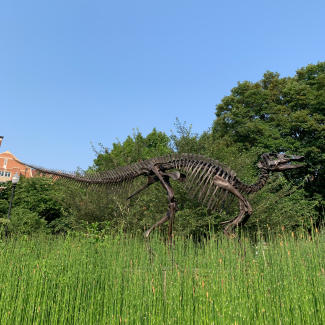 “Monty” the Edmontosaurus, a 24-foot-long bronze skeleton in front of the McClung Museum of Natural History & Culture