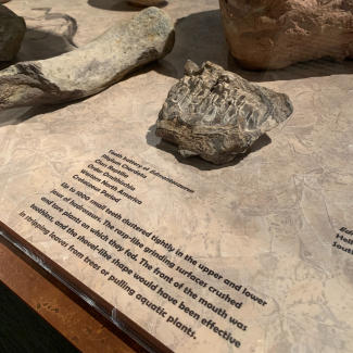 A display of fossilized Edmontosaurus teeth