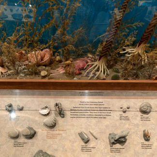 Fossils from the Cretaceous Period at the McClung Museum of Natural History & Culture