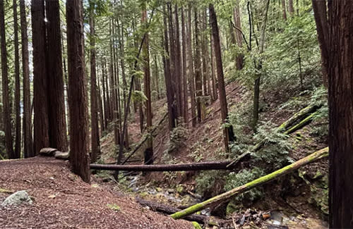 Redwood grove