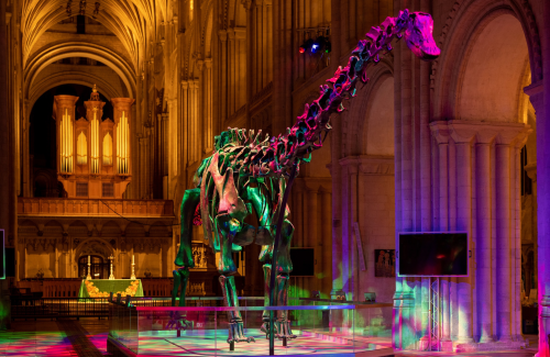 A diplodocus skeleton in a museum at night