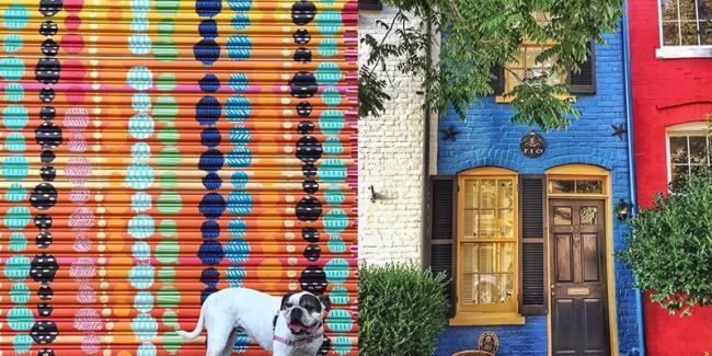 A Dog Posing In Front of a Mural in Alexandria, VA
