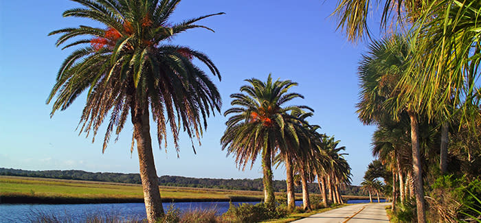 Palm trees line the scenic Ormond Beach Loop and Trail.
