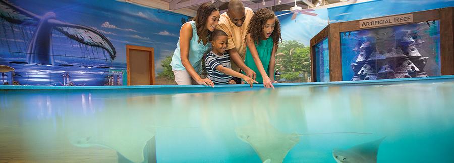 A family enjoys seeing and petting sting rays at the Marine Science Center in Ponce Inlet