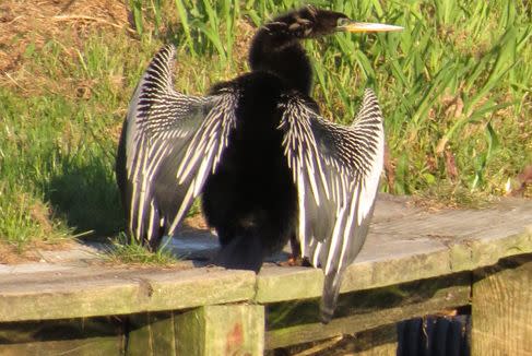 Anhinga