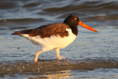 American Oystercatcher