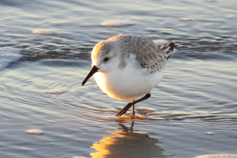 Sanderling