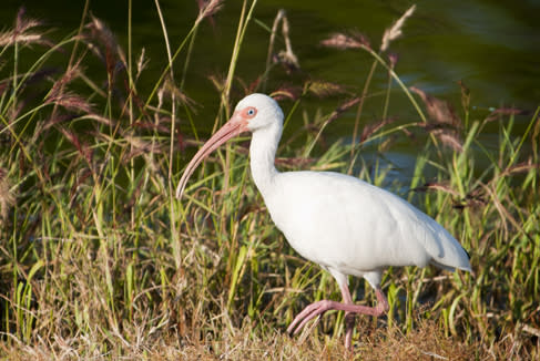 White Ibis