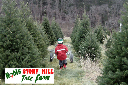 a kid walking between Christmas Trees at Farm