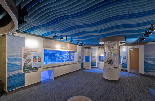 An open empty museum room with a wavy blue ceiling, aquarium tanks on one wall, and various oceanic hangings on the walls