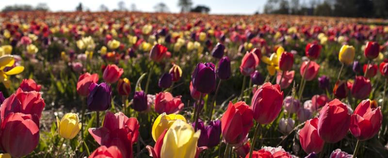 The Perfect Picks Flower Farm