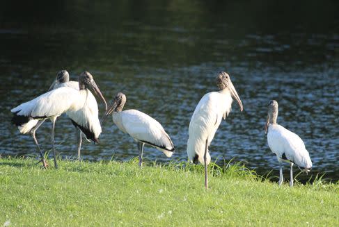 Wood Storks