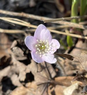 Hepatica