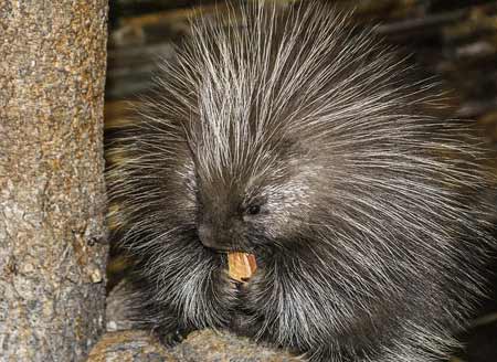 Welcome to the Wonderful World of Porcupine Teeth and Other Amazing Facts