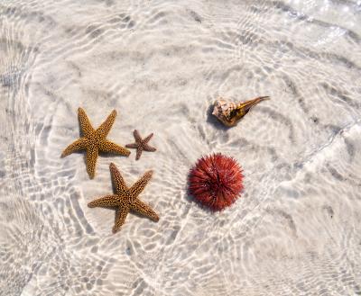 Starfish, an anemone, and a whelk in shallow water at Stump Pass Beach State Park in Punta Gorda/Englewood Beach on a warm and bright January day.