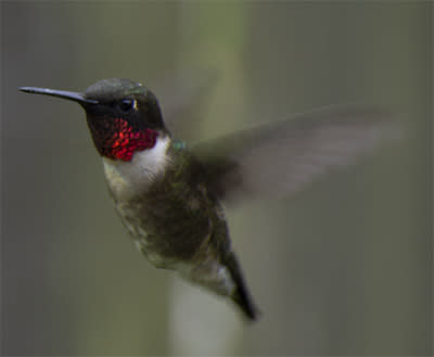 Birding - Ruby-Throated Hummingbird