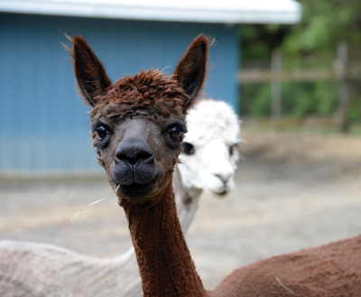Brown alpaca at Terrace Mountain Alpacas