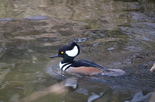 Merganser duck in Juanita Creek