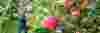 farms and orchards thumbnail