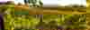 Fall vineyards