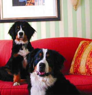 Pet Friendly Hotels In Salt Lake City Maps Reviews