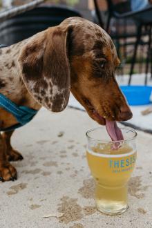 Dog at Thesis Beer Project