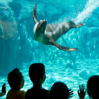 a group of kids watching sea lion swimming through glass