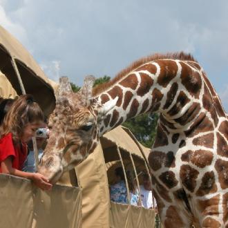 Giraffe at the Global Wildlife Center